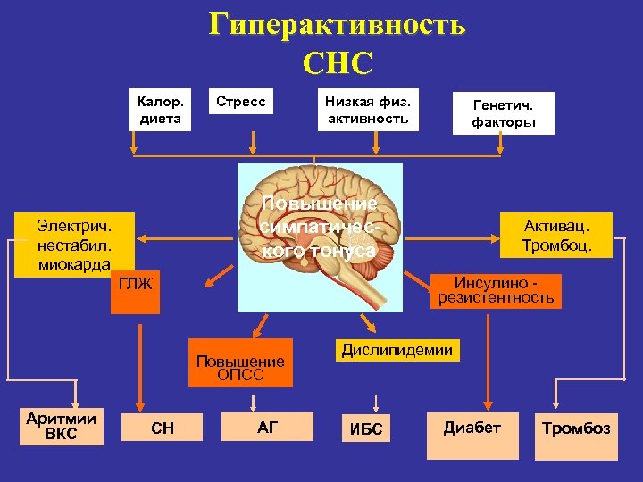 Гиперактивность СНС Калор. диета Стресс Низкая физ. активность Повышение cимпатического тонуса Электрич. нестабил. миокарда