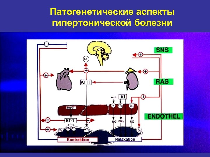 Патогенетические аспекты гипертонической болезни 