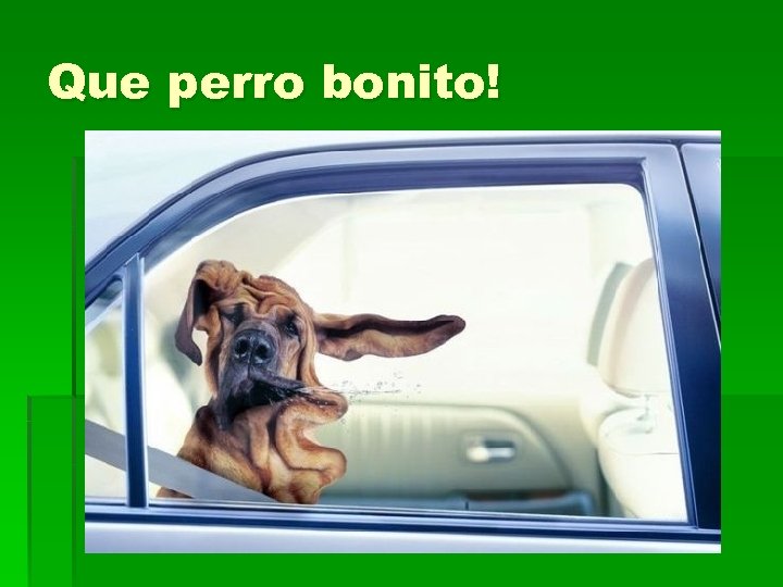 Que perro bonito! 