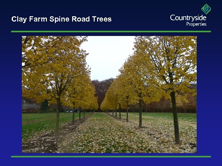 Clay Farm Spine Road Trees 