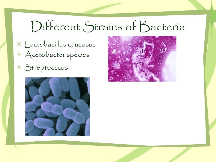 Different Strains of Bacteria Lactobacillus caucasus Acetobacter species Streptocccus 