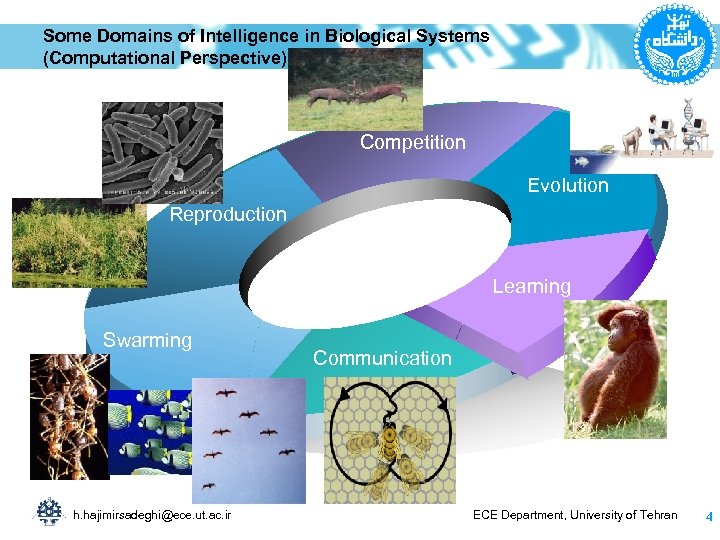 Some Domains of Intelligence in Biological Systems (Computational Perspective) Competition Evolution Reproduction Learning Swarming