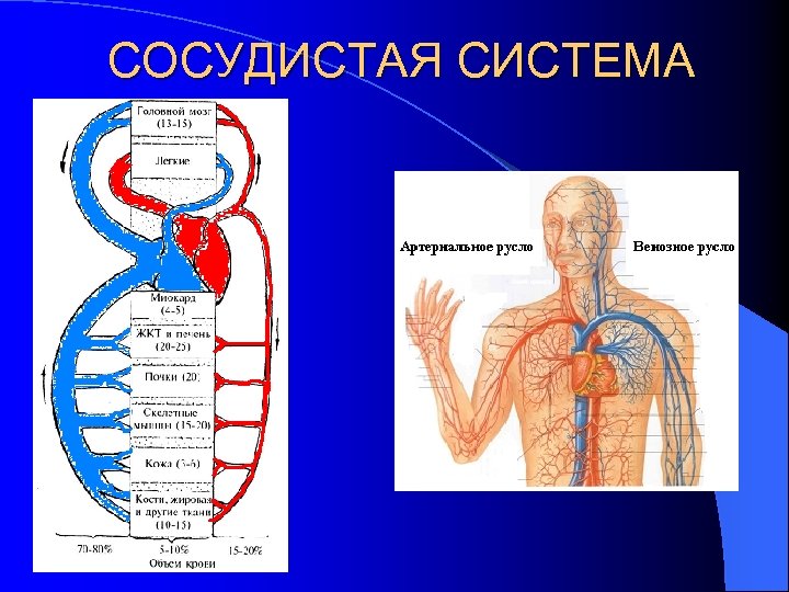 СОСУДИСТАЯ СИСТЕМА 