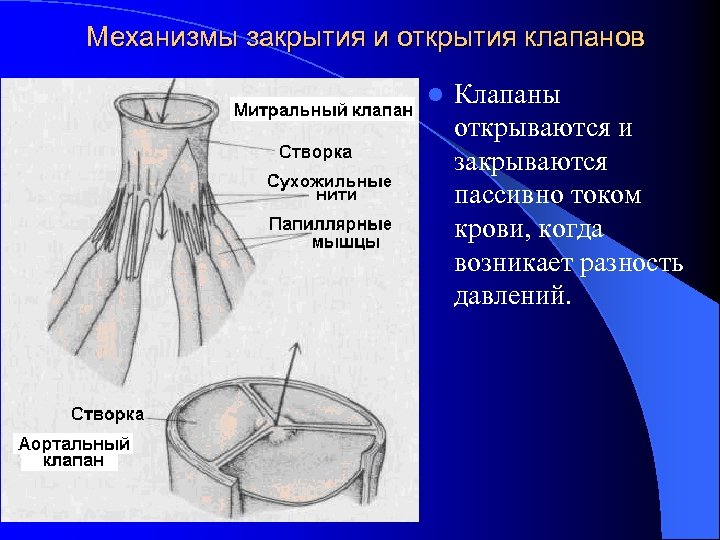 Механизмы закрытия и открытия клапанов l Клапаны открываются и закрываются пассивно током крови, когда