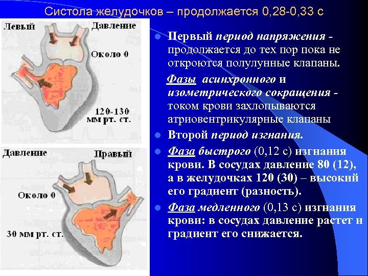 Систола желудочков – продолжается 0, 28 -0, 33 с Первый период напряжения продолжается до