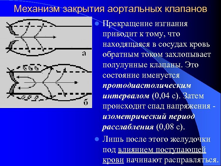 Механизм закрытия аортальных клапанов Прекращение изгнания приводит к тому, что находящаяся в сосудах кровь