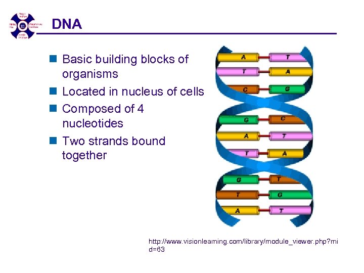 DNA n Basic building blocks of organisms n Located in nucleus of cells n