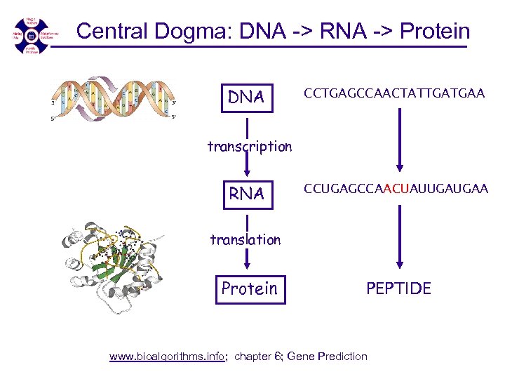 Central Dogma: DNA -> RNA -> Protein DNA CCTGAGCCAACTATTGATGAA transcription RNA CCUGAGCCAACUAUUGAUGAA translation Protein