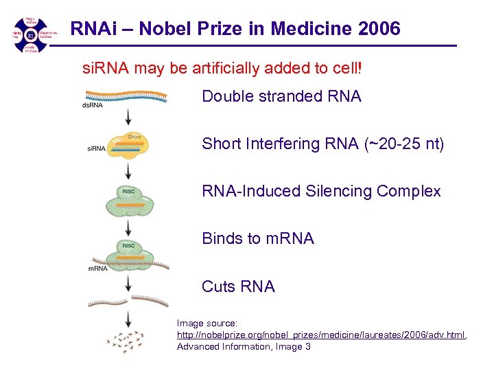 RNAi – Nobel Prize in Medicine 2006 si. RNA may be artificially added to