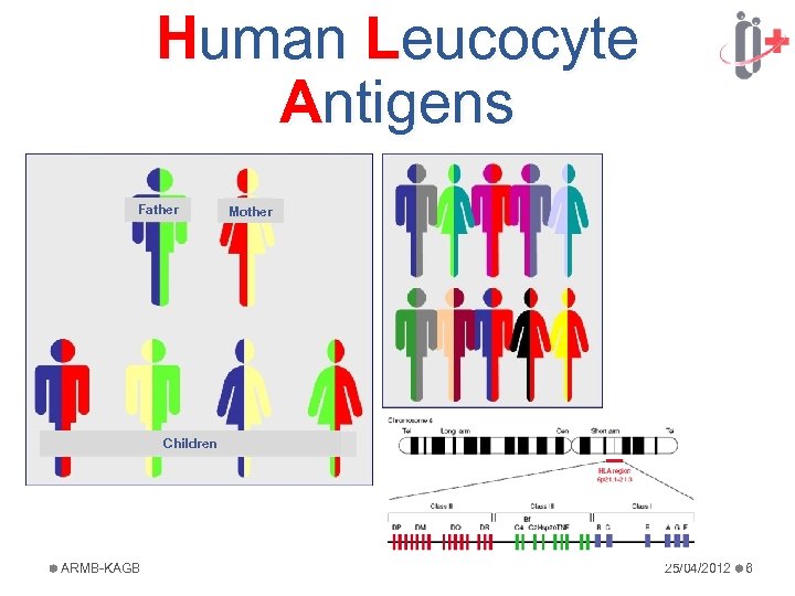 Human Leucocyte Antigens Father Mother Children ARMB-KAGB 25/04/2012 6 