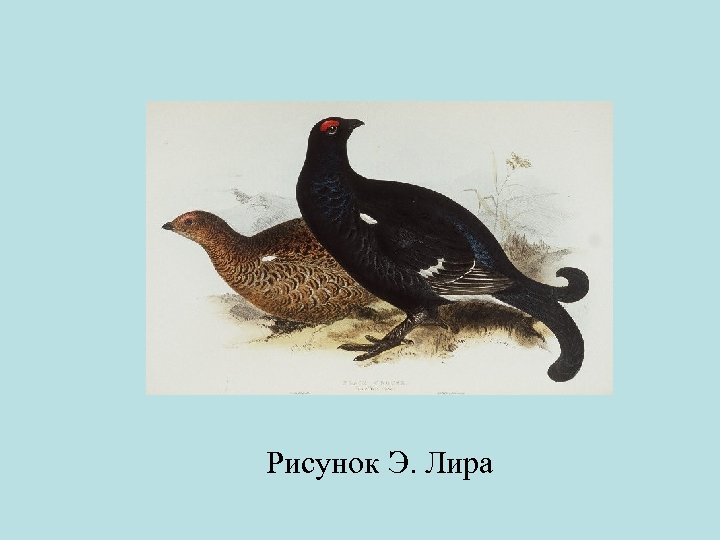 Рисунок Э. Лира 