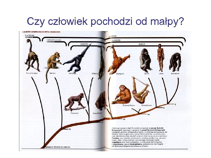 Czy człowiek pochodzi od małpy? 