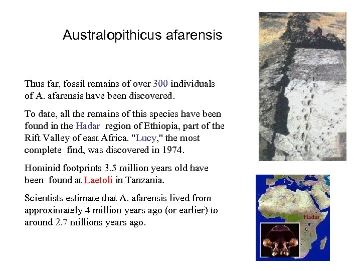 Australopithicus afarensis Thus far, fossil remains of over 300 individuals of A. afarensis have