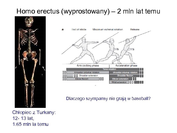 Homo erectus (wyprostowany) – 2 mln lat temu Dlaczego szympansy nie grają w baseball?