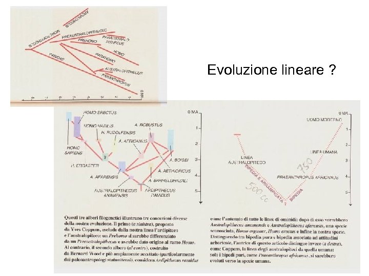 Evoluzione lineare ? 