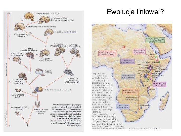 Ewolucja liniowa ? 