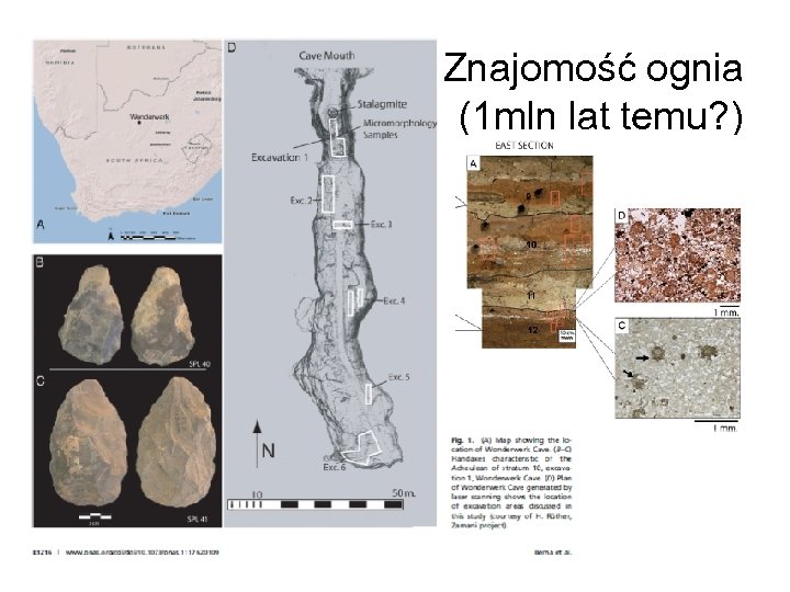 Znajomość ognia (1 mln lat temu? ) 