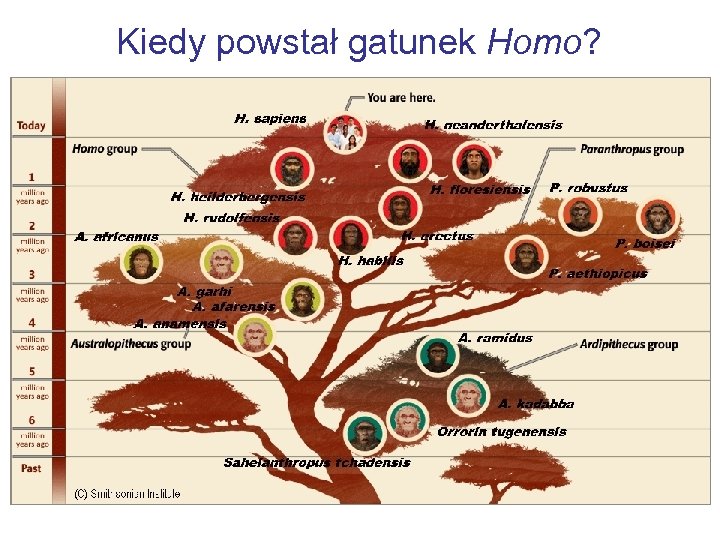 Kiedy powstał gatunek Homo? 