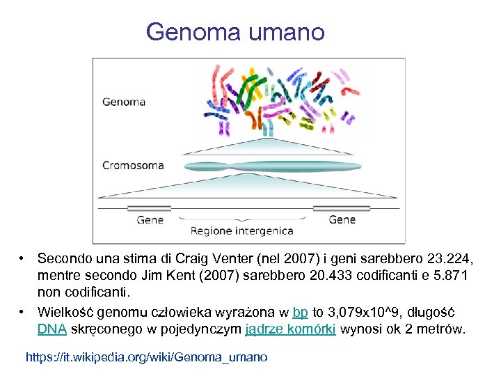 Genoma umano • Secondo una stima di Craig Venter (nel 2007) i geni sarebbero