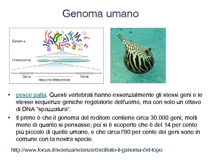 Genoma umano • pesce palla. Questi vertebrati hanno essenzialmente gli stessi geni e le