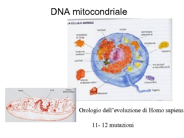 DNA mitocondriale Orologio dell’evoluzione di Homo sapiens 11 - 12 mutazioni 