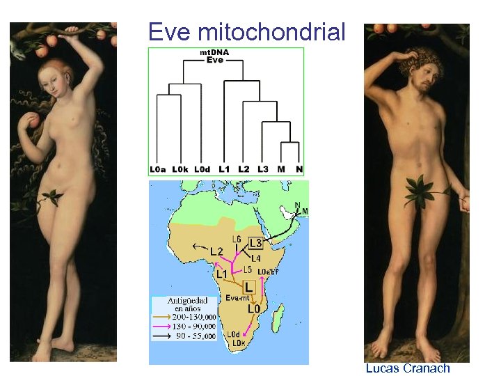 Eve mitochondrial Lucas Cranach 