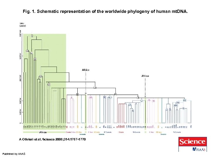 Fig. 1. Schematic representation of the worldwide phylogeny of human mt. DNA. A Olivieri