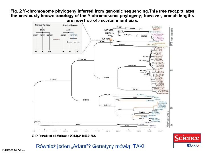 Fig. 2 Y-chromosome phylogeny inferred from genomic sequencing. This tree recapitulates the previously known