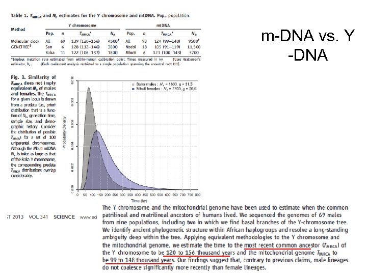 m-DNA vs. Y -DNA 