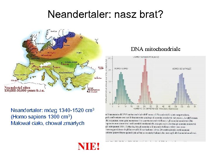 Neandertaler: nasz brat? DNA mitochondriale Neandertaler: mózg 1340 -1520 cm 3 (Homo sapiens 1300