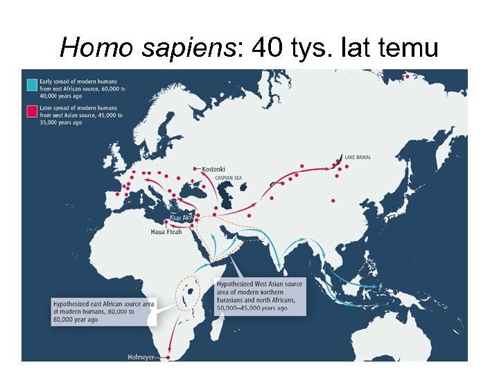 Homo sapiens: 40 tys. lat temu 