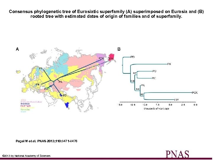 Consensus phylogenetic tree of Eurasiatic superfamily (A) superimposed on Eurasia and (B) rooted tree