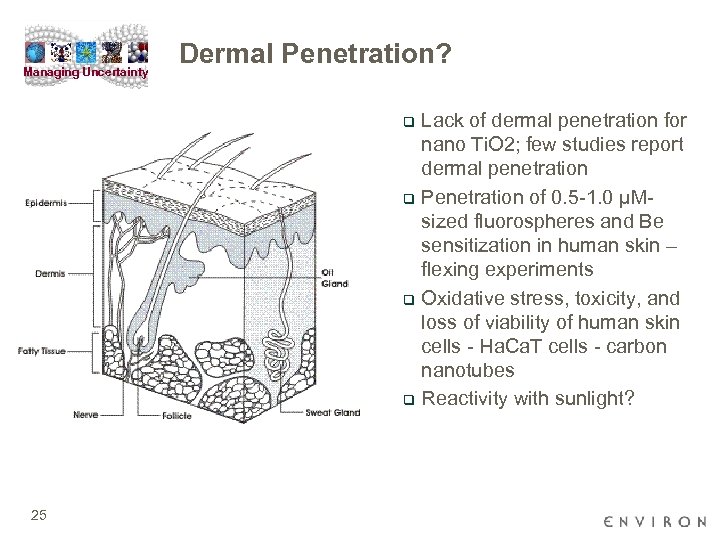 Managing Uncertainty Dermal Penetration? Lack of dermal penetration for nano Ti. O 2; few