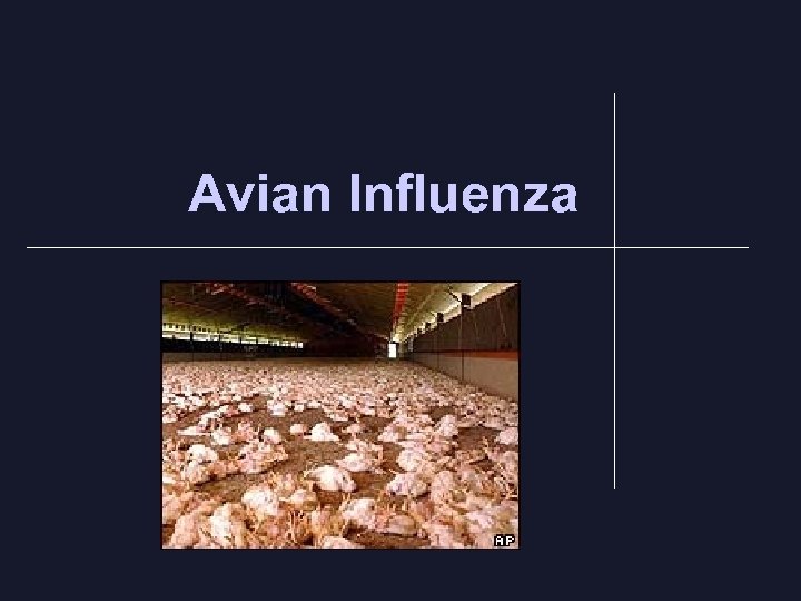 Avian Influenza 