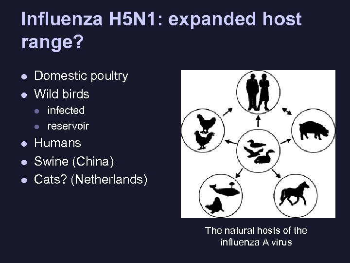 Influenza H 5 N 1: expanded host range? l l Domestic poultry Wild birds