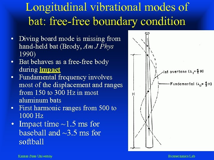 Longitudinal vibrational modes of bat: free-free boundary condition • Diving board mode is missing