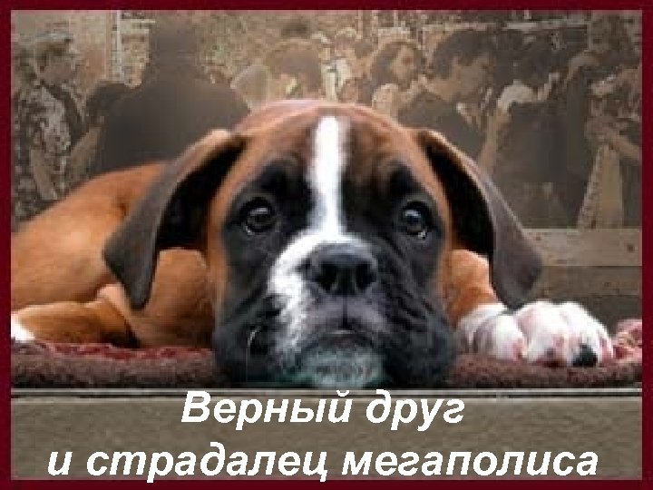Верный друг и страдалец мегаполиса 1 