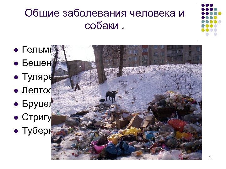 Общие заболевания человека и собаки. l l l l Гельминтозы; Бешенство; Туляремия; Лептоспироз; Бруцеллез;