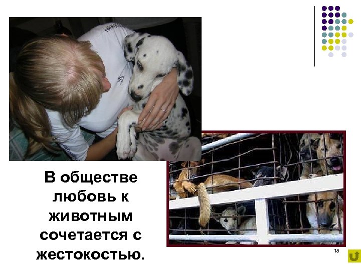 В обществе любовь к животным сочетается с жестокостью. 18 