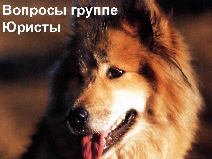 Вопросы группе Юристы 21 