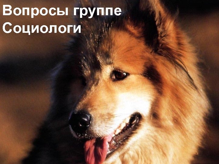 Вопросы группе Социологи 31 