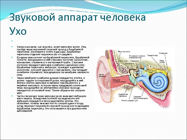 Звук прибора. Звуковой аппарат человека. Звуковой аппарат человека физика. Сообщение звуковой аппарат человека. Структура звукового аппарата.