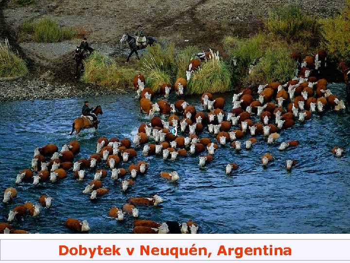 Dobytek v Neuquén, Argentina 