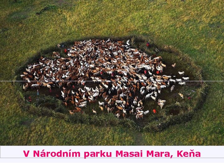 V Národním parku Masai Mara, Keňa 