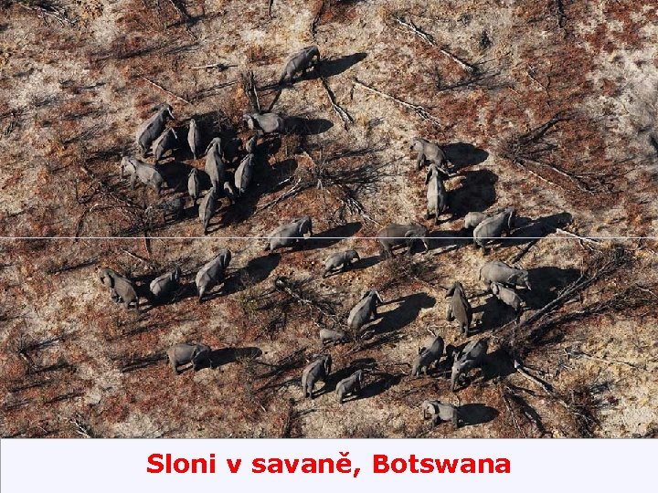 Sloni v savaně, Botswana 