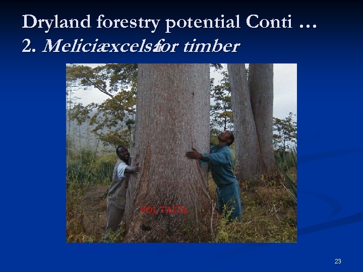 Dryland forestry potential Conti … 2. Melicia excelsa timber for VOI, TAITA 23 