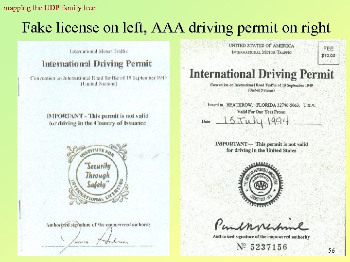 mapping the UDP family tree Fake license on left, AAA driving permit on right