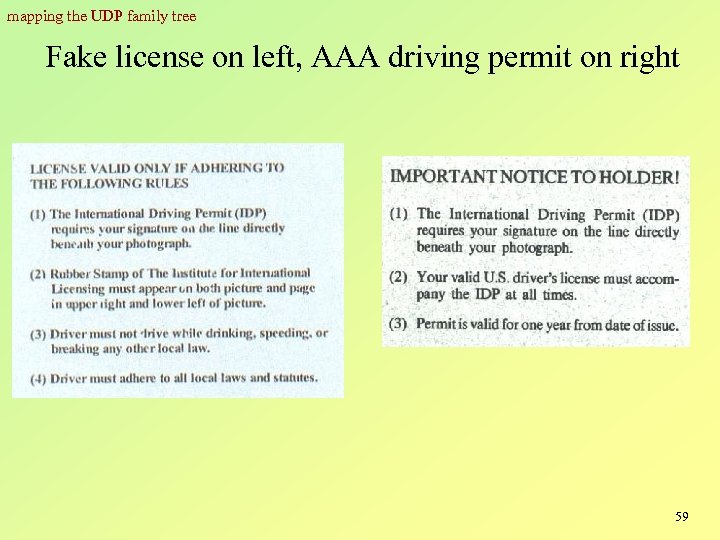 mapping the UDP family tree Fake license on left, AAA driving permit on right