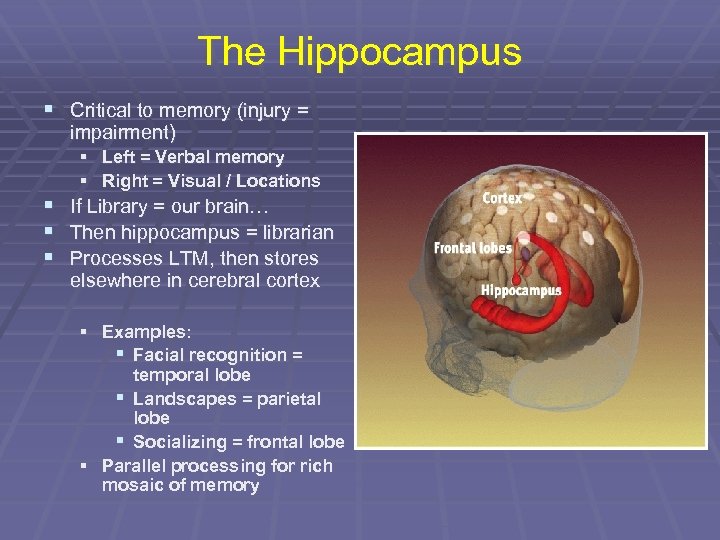 The Hippocampus § Critical to memory (injury = impairment) § Left = Verbal memory