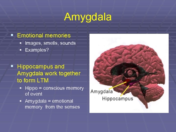 Amygdala § Emotional memories § Images, smells, sounds § Examples? § Hippocampus and Amygdala